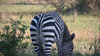 ケニア/マサイマラ国立保護区/グラントシマウマ