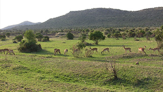 ケニア/マサイマラ国立保護区/インパラ