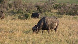 ケニア/マサイマラ国立保護区/アフリカスイギュウ