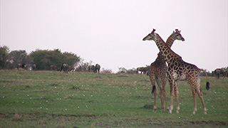 ケニア/マサイマラ国立保護区/マサイキリン