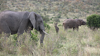 ケニア/マサイマラ国立保護区/アフリカゾウ