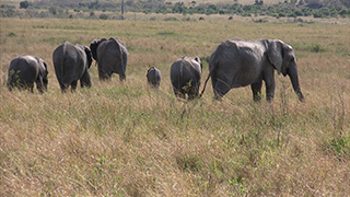 ケニア/マサイマラ国立保護区/アフリカゾウ