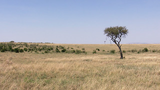 ケニア/マサイマラ国立保護区
