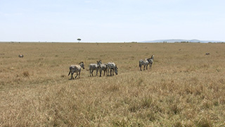 ケニア/マサイマラ国立保護区/グラントシマウマ