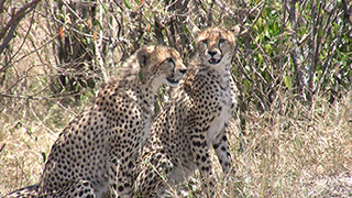 ケニア/マサイマラ国立保護区/チーター