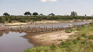 ケニア/マサイマラ国立保護区/オグロヌー(死骸)・アフリカハゲコウ