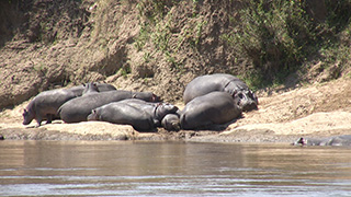 ケニア/マサイマラ国立保護区/カバ