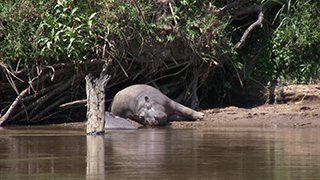 ケニア/マサイマラ国立保護区/カバ