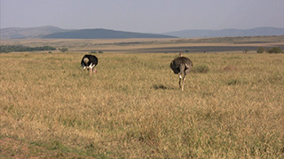 ケニア/マサイマラ国立保護区/ダチョウ