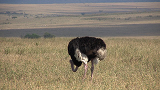 ケニア/マサイマラ国立保護区/ダチョウ