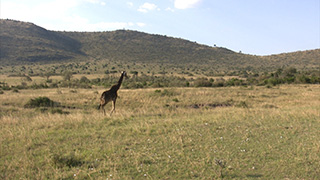 ケニア/マサイマラ国立保護区/マサイキリン