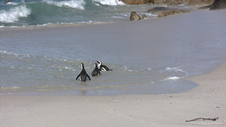 南アフリカ/ケープタウン/ボルダーズビーチ/ケープペンギン