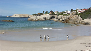 南アフリカ/ケープタウン/ボルダーズビーチ/ケープペンギン